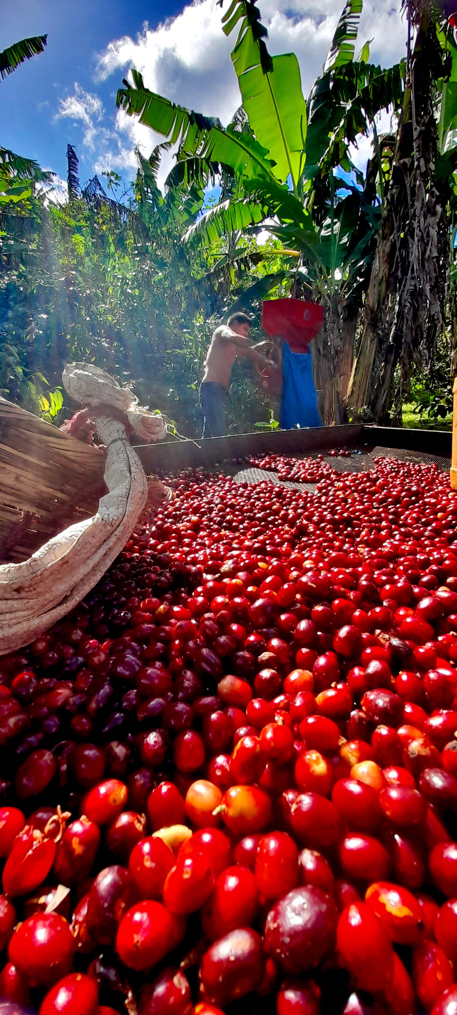 Decaf Nicaragua