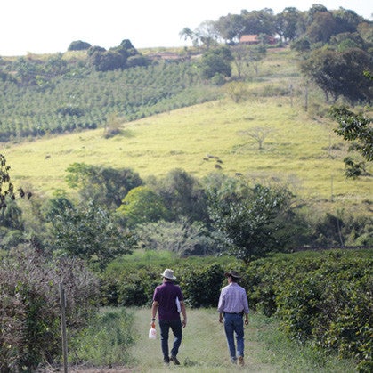 Mild Brazil Peaberry