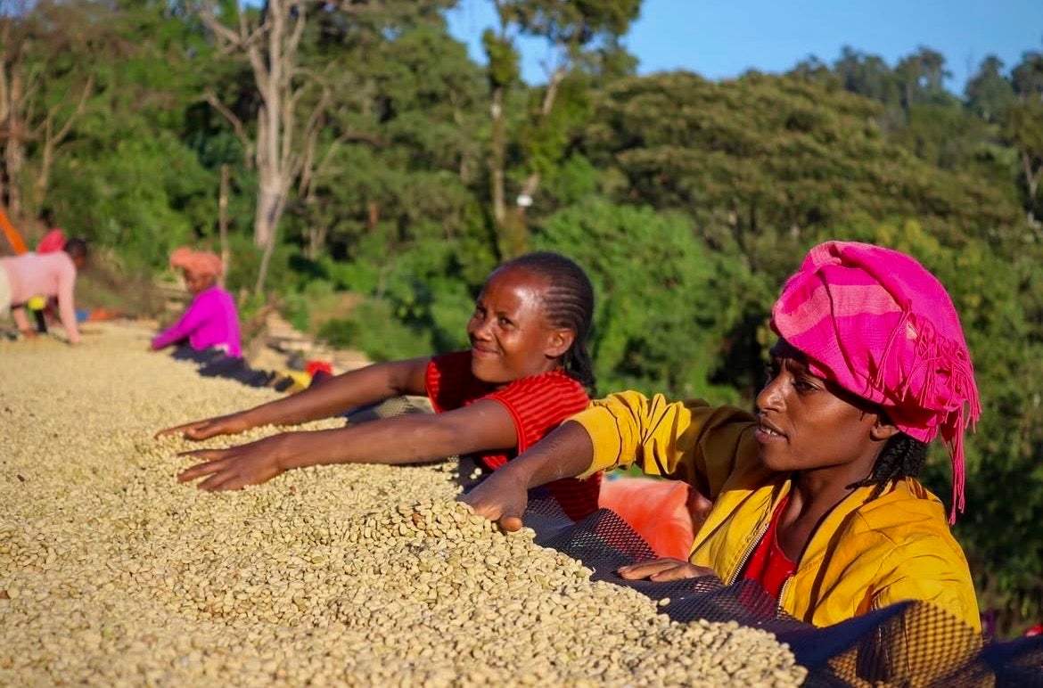 Ethiopia Guji Shakiso Washed Process from Getachew Zeleke's Outgrower Farmers