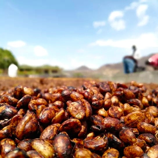 Coffee beans philadelphia hotsell